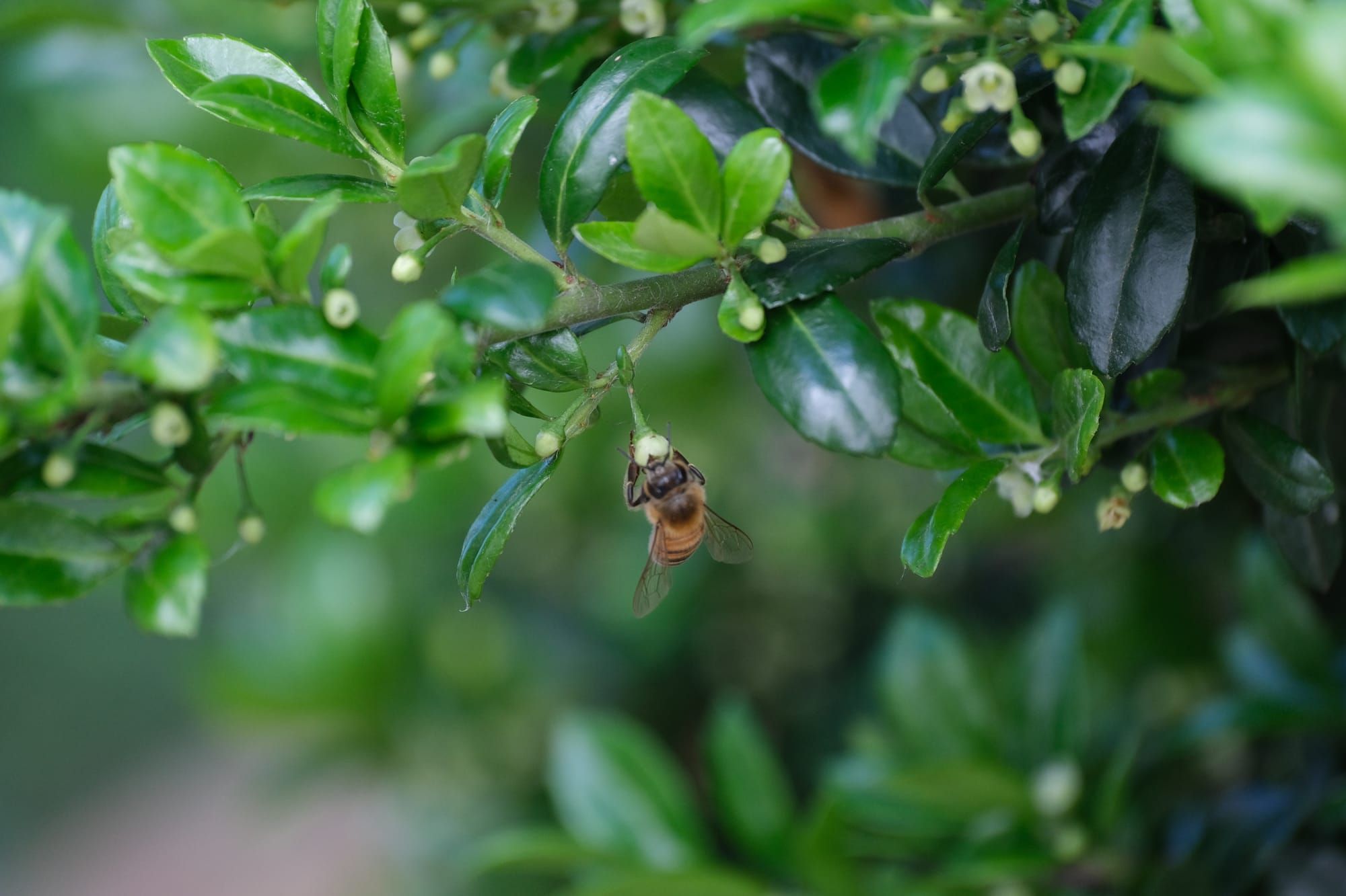 Buzzing bees