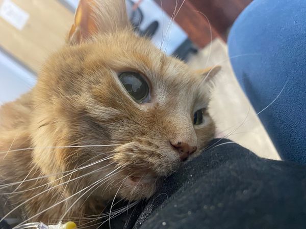 No Newsletter This Week (Pet Emergency)