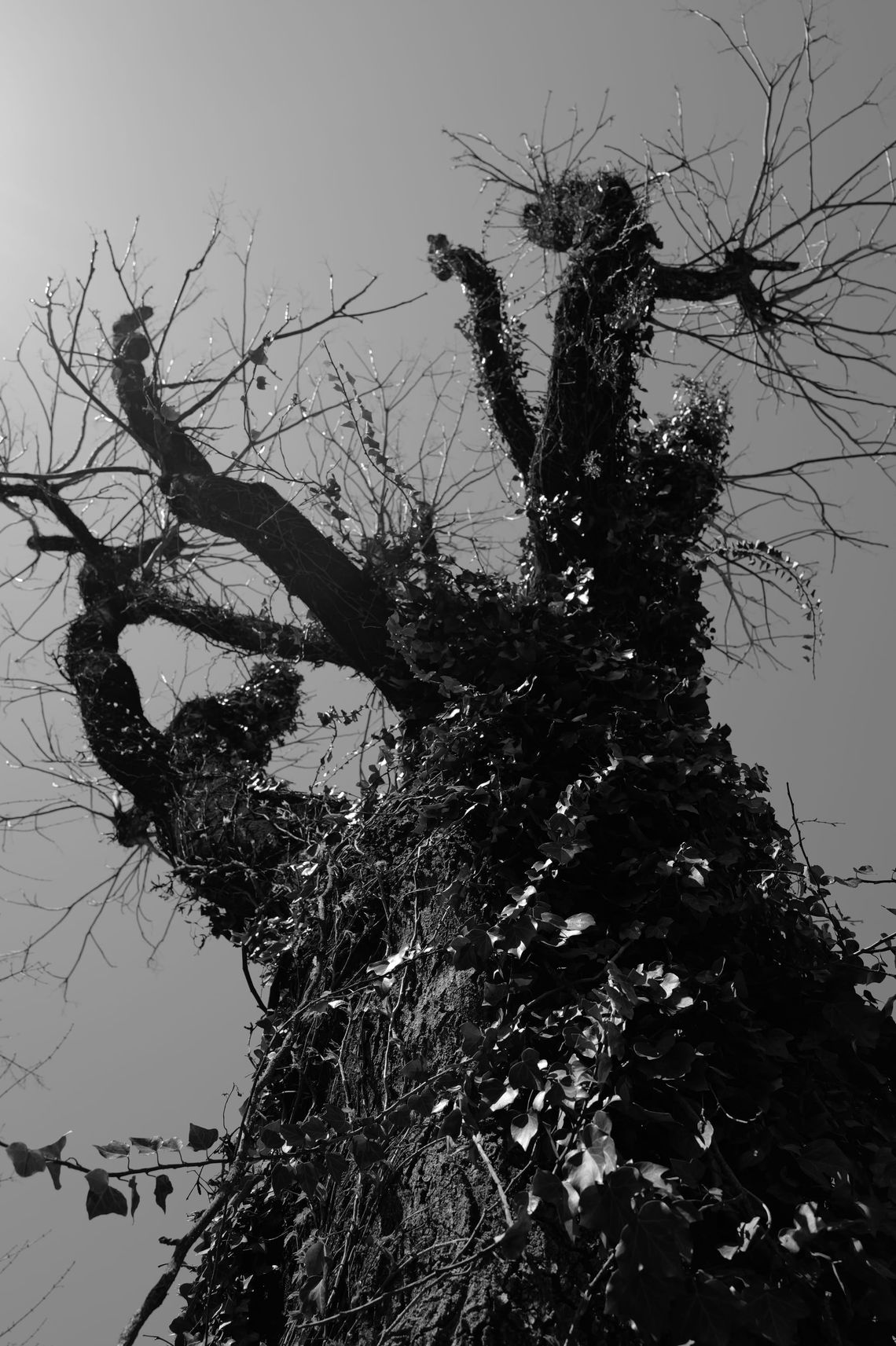 Tree on D