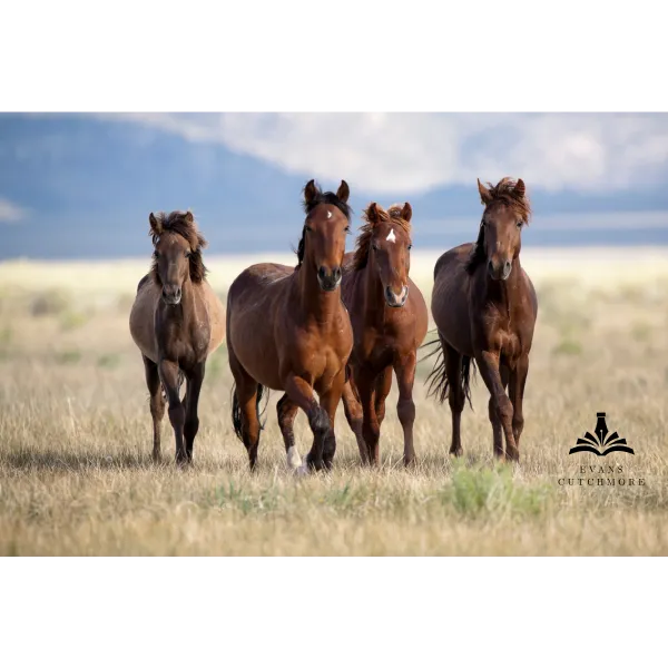 A Tribe Sued to Stop a Wild Horse Roundup. Whether It Can Still Win Turns on One Unheld Meeting.