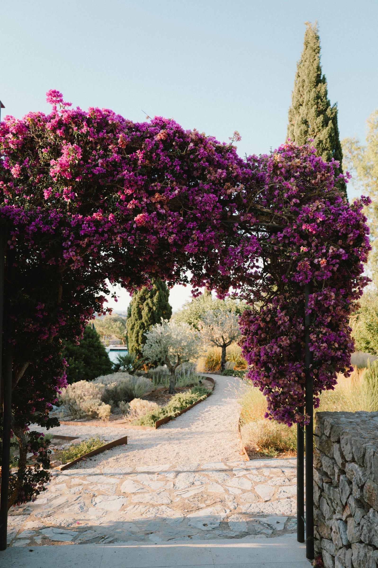 An arch of bougainvillea