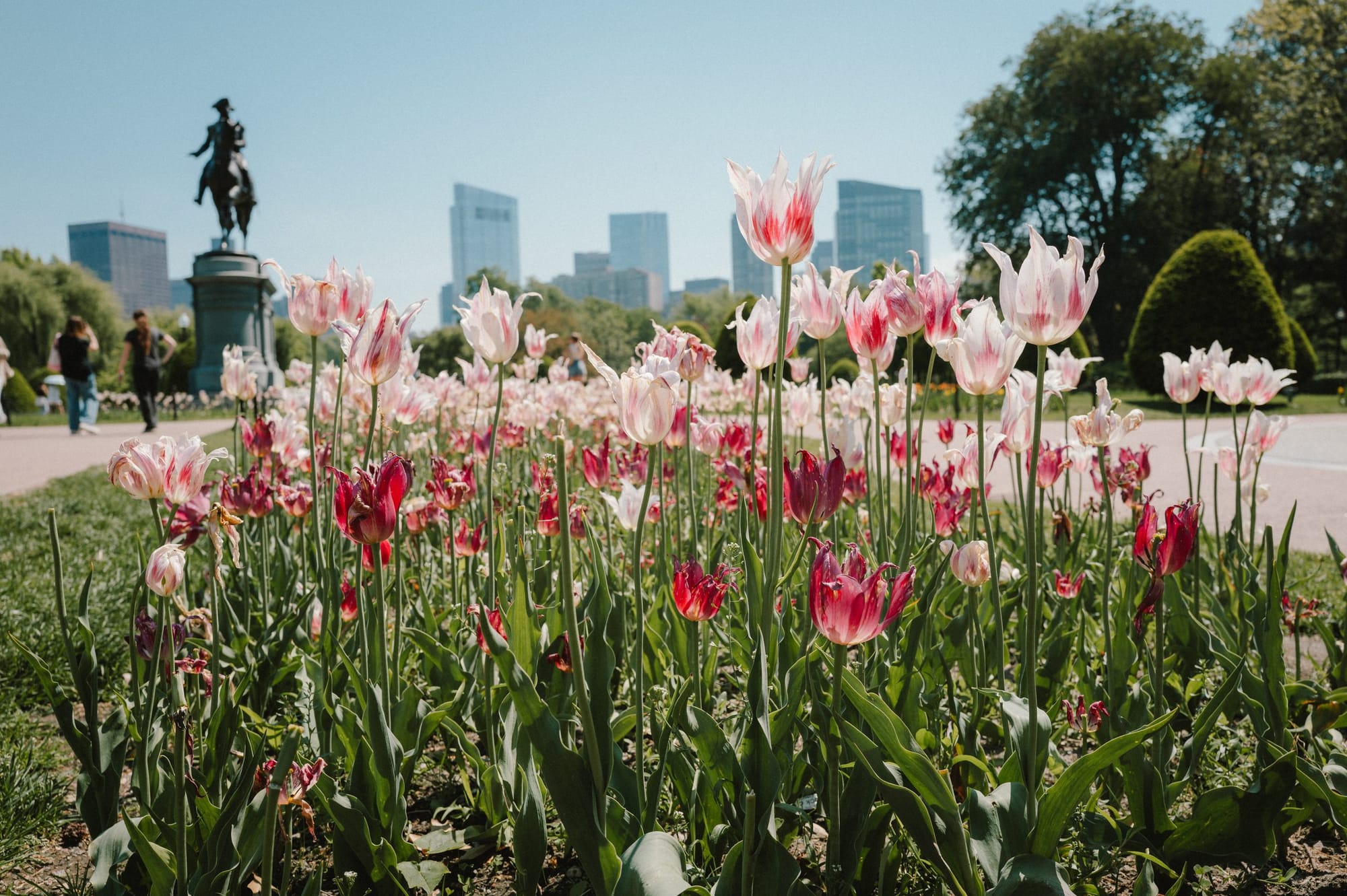 Tulips in the Public Garden