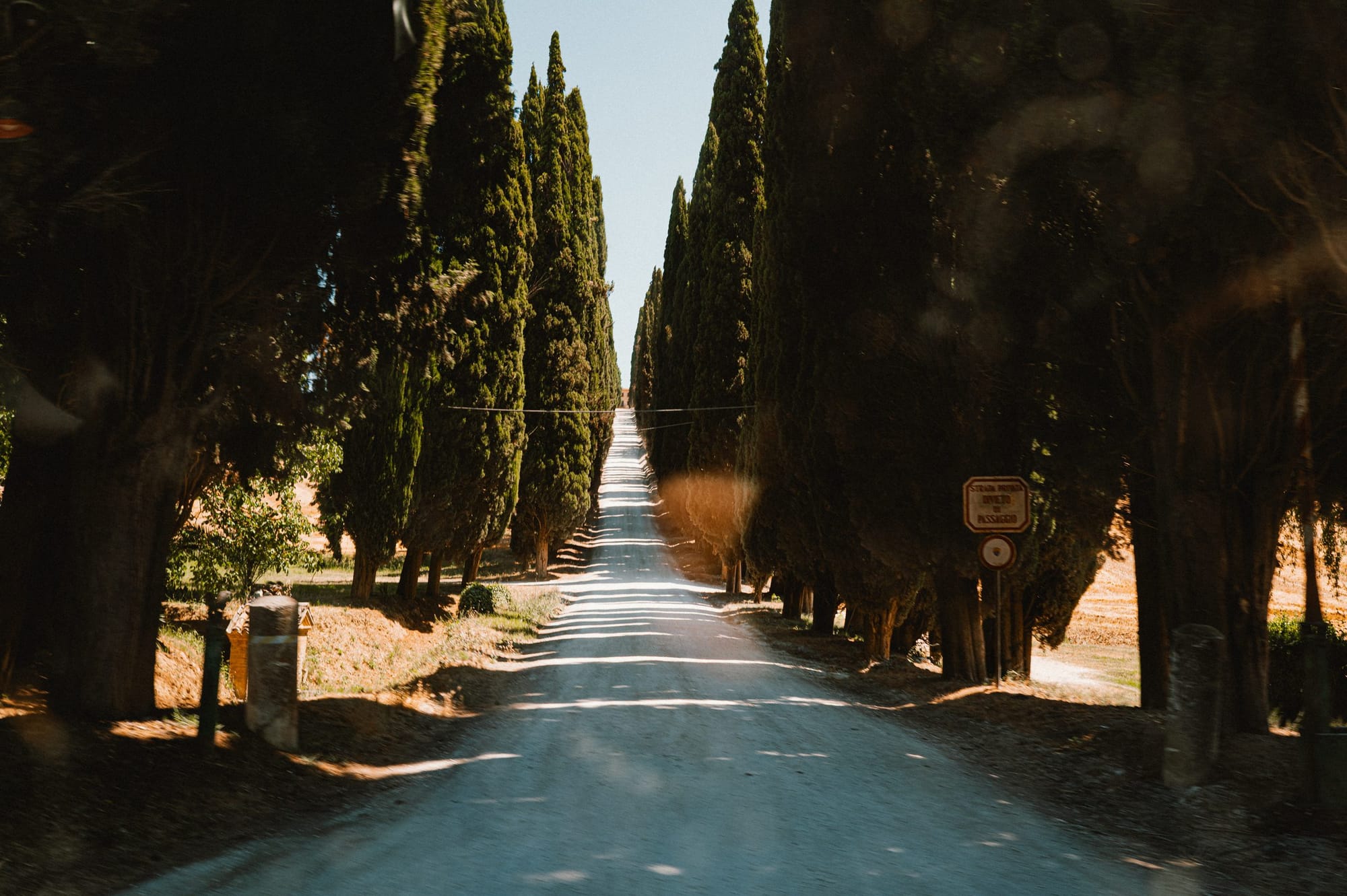 An avenue of cypresses