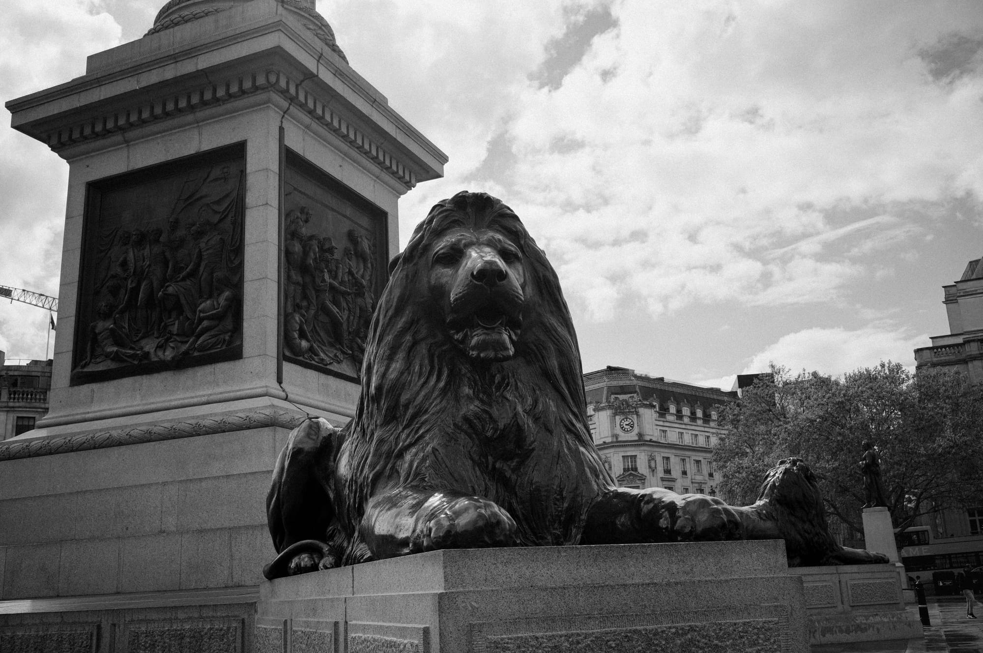 A lion in Trafalgar Square