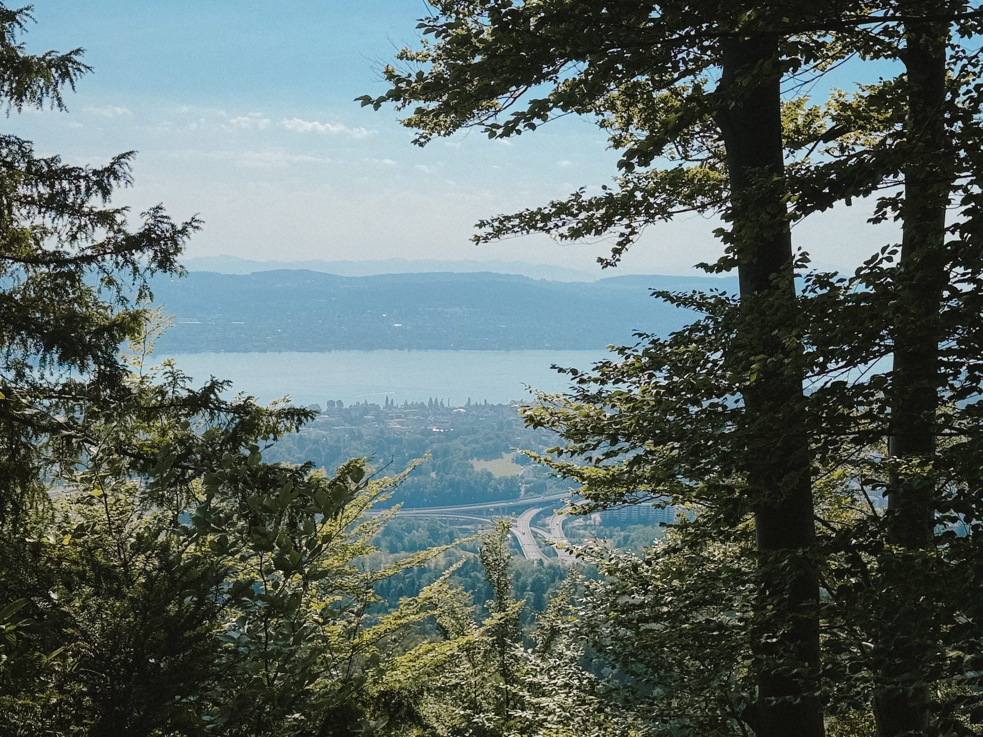 The lake from the forest above