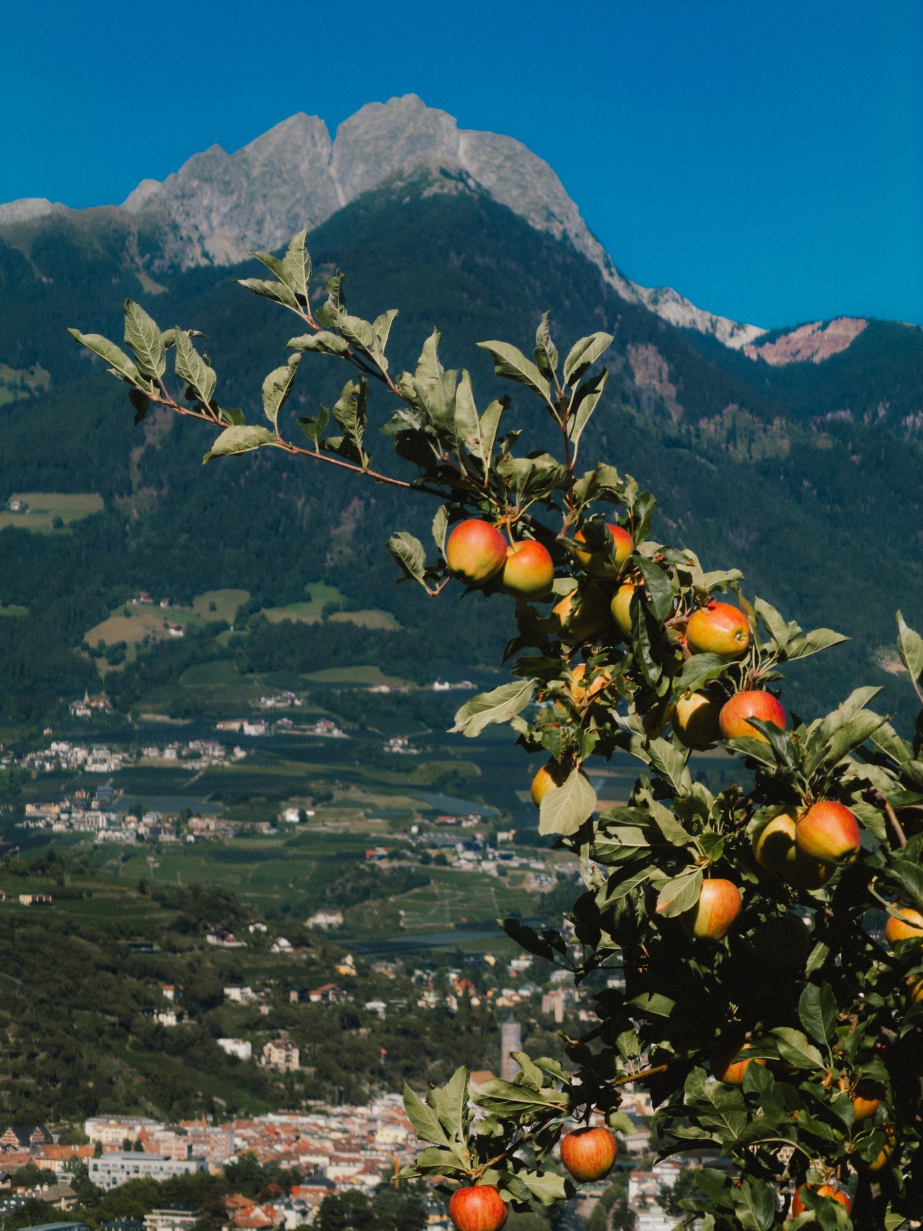 Apples above the valley