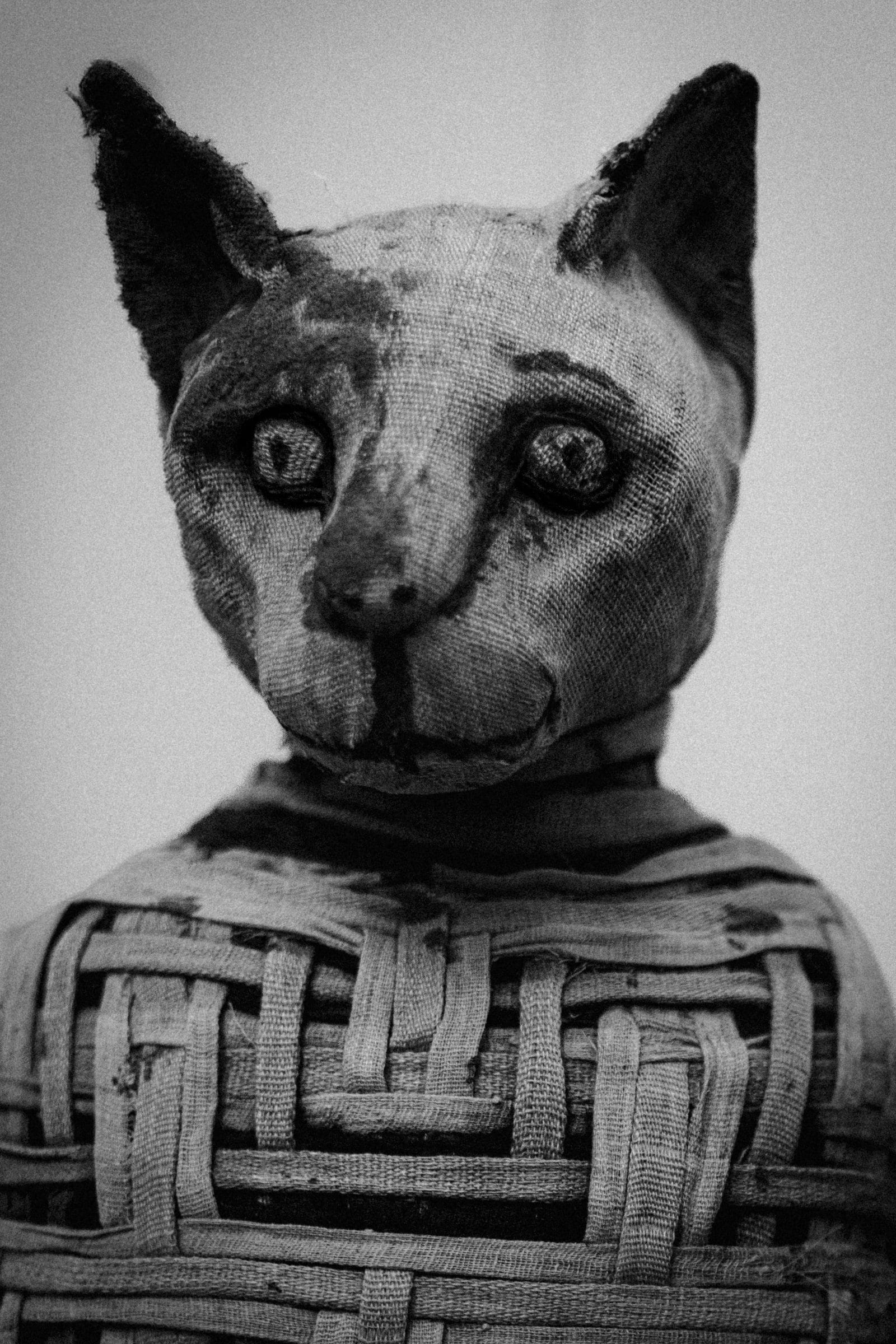 A mummified cat