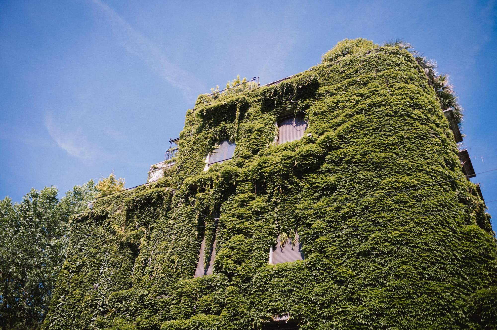 A building covered in ivy