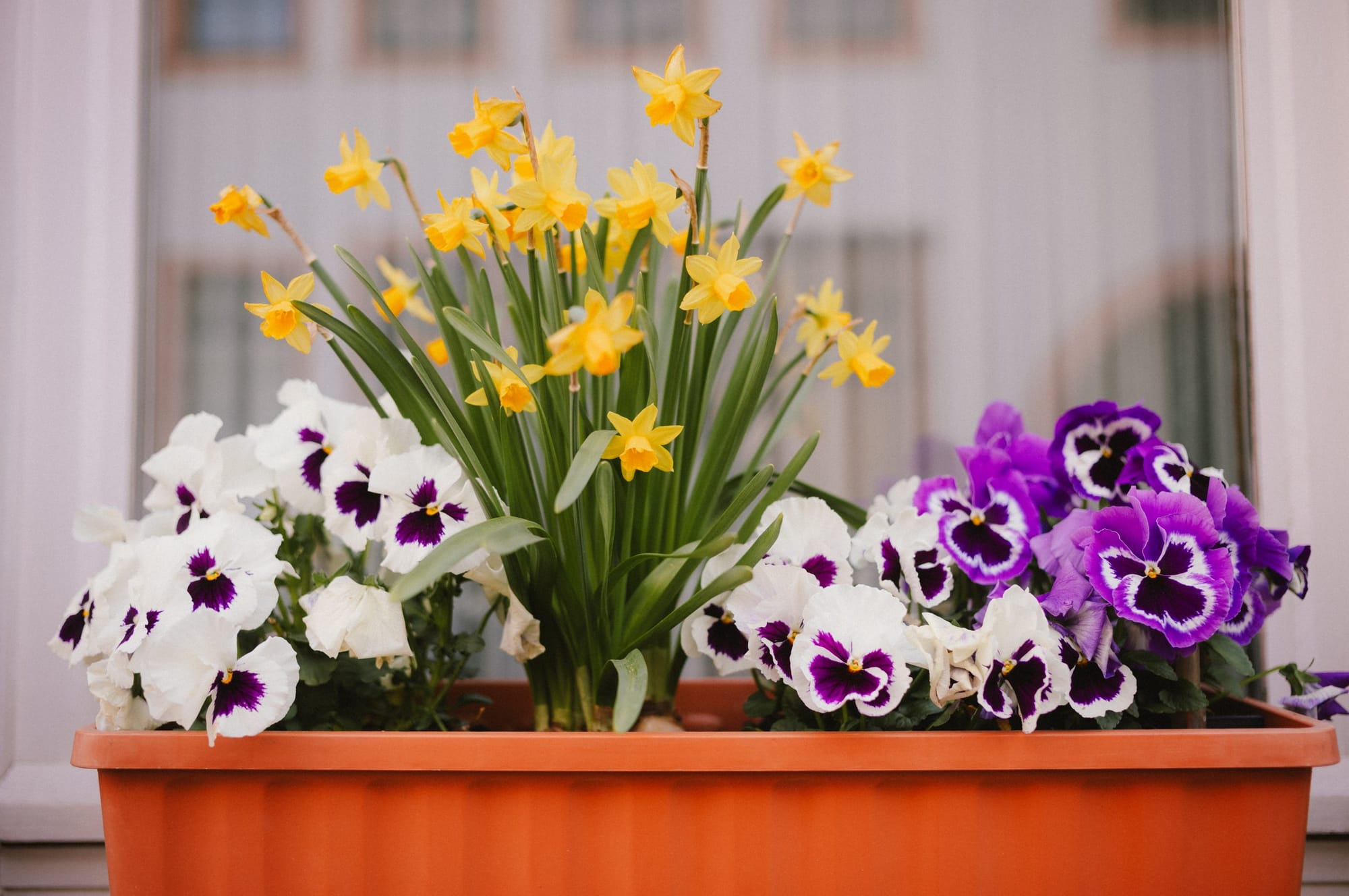 Daffodils and pansies in a window box