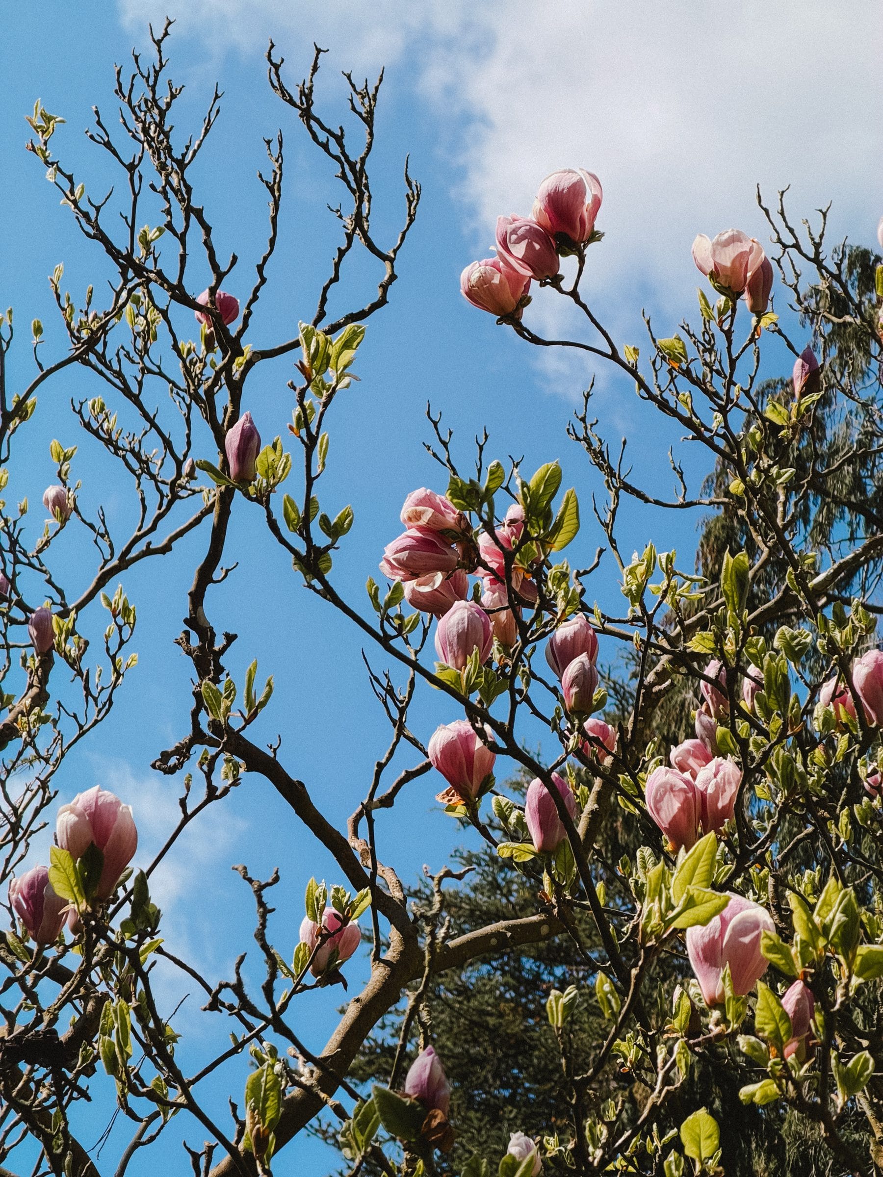 Magnolia in flower