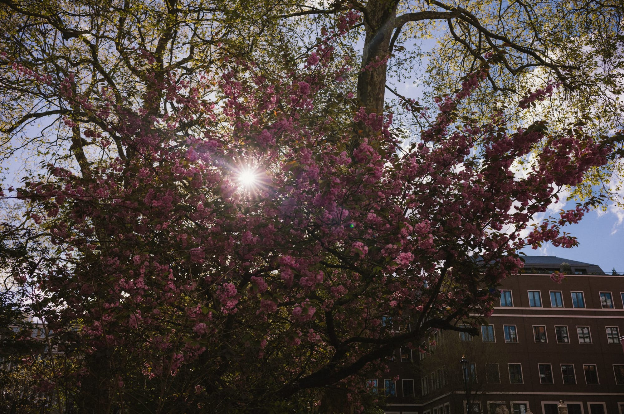 Cherry blossom in spring