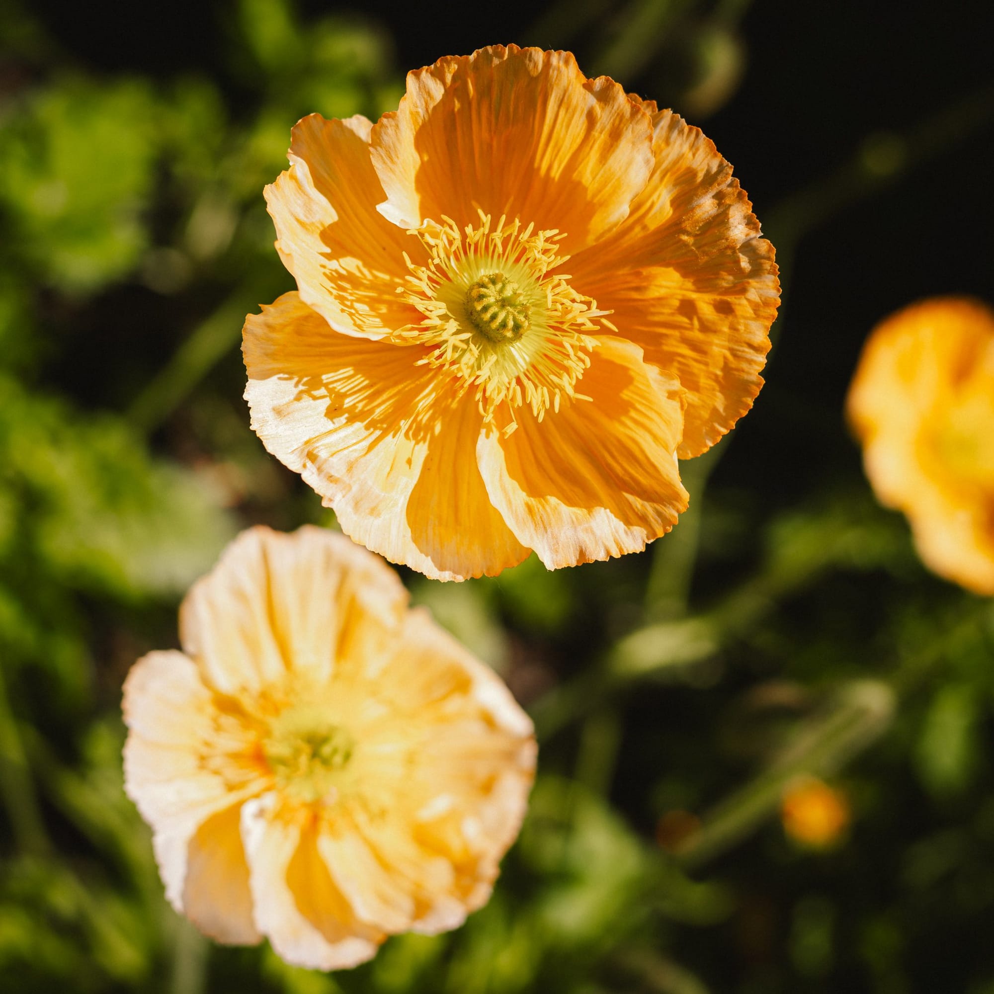 Poppies