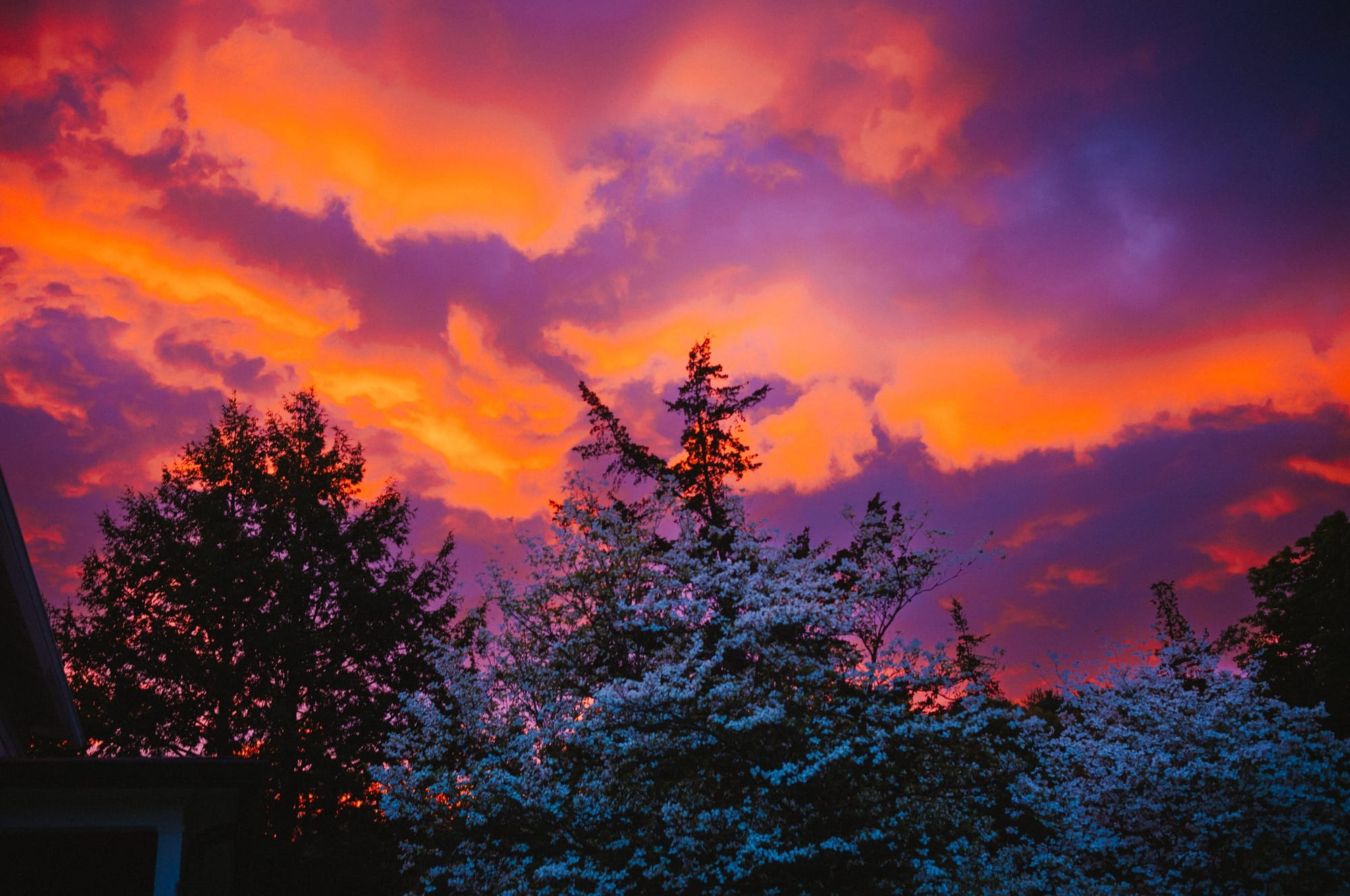 Sunset over the trees