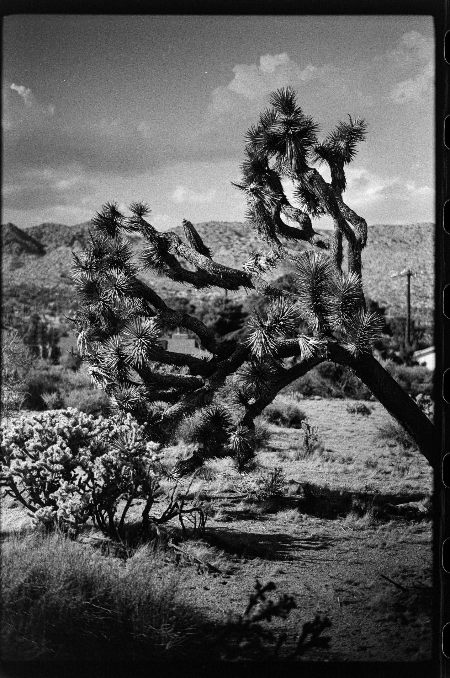 Joshua tree.