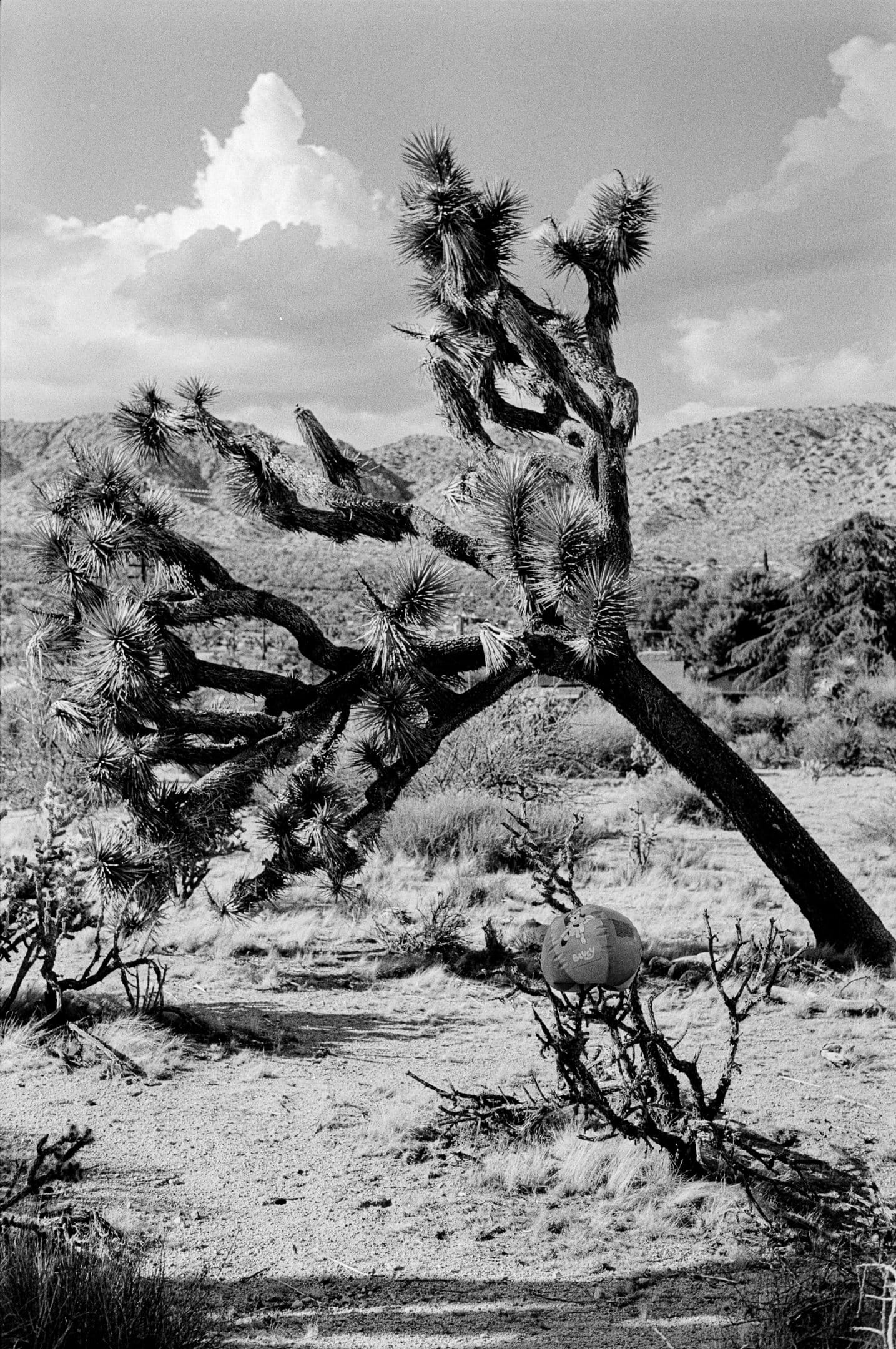 Joshua tree, a second look.