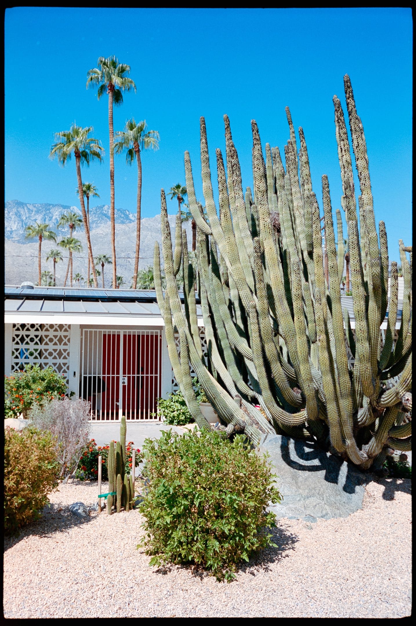 Cactus in a front yard.