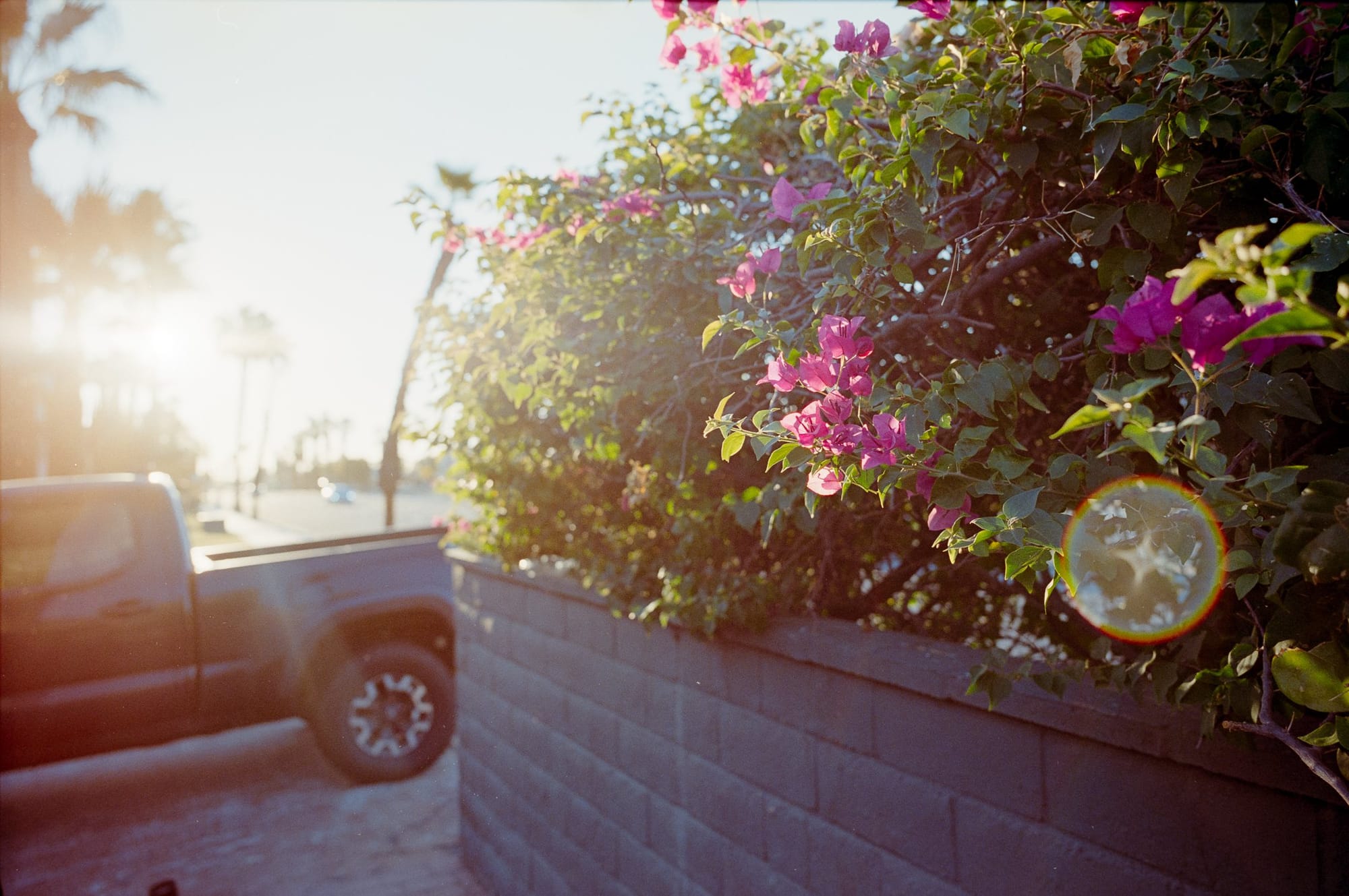 Bougainvillea and the low sun.