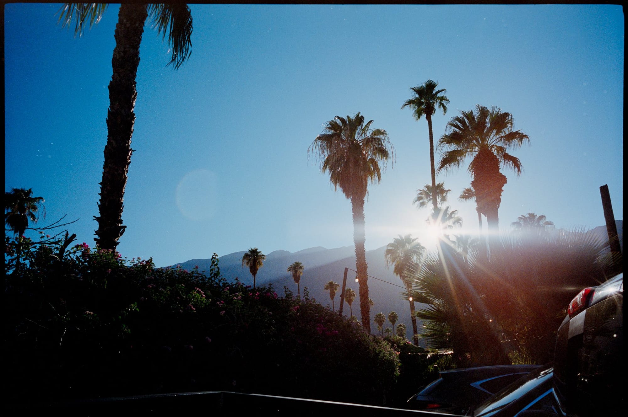 Palms against the light.