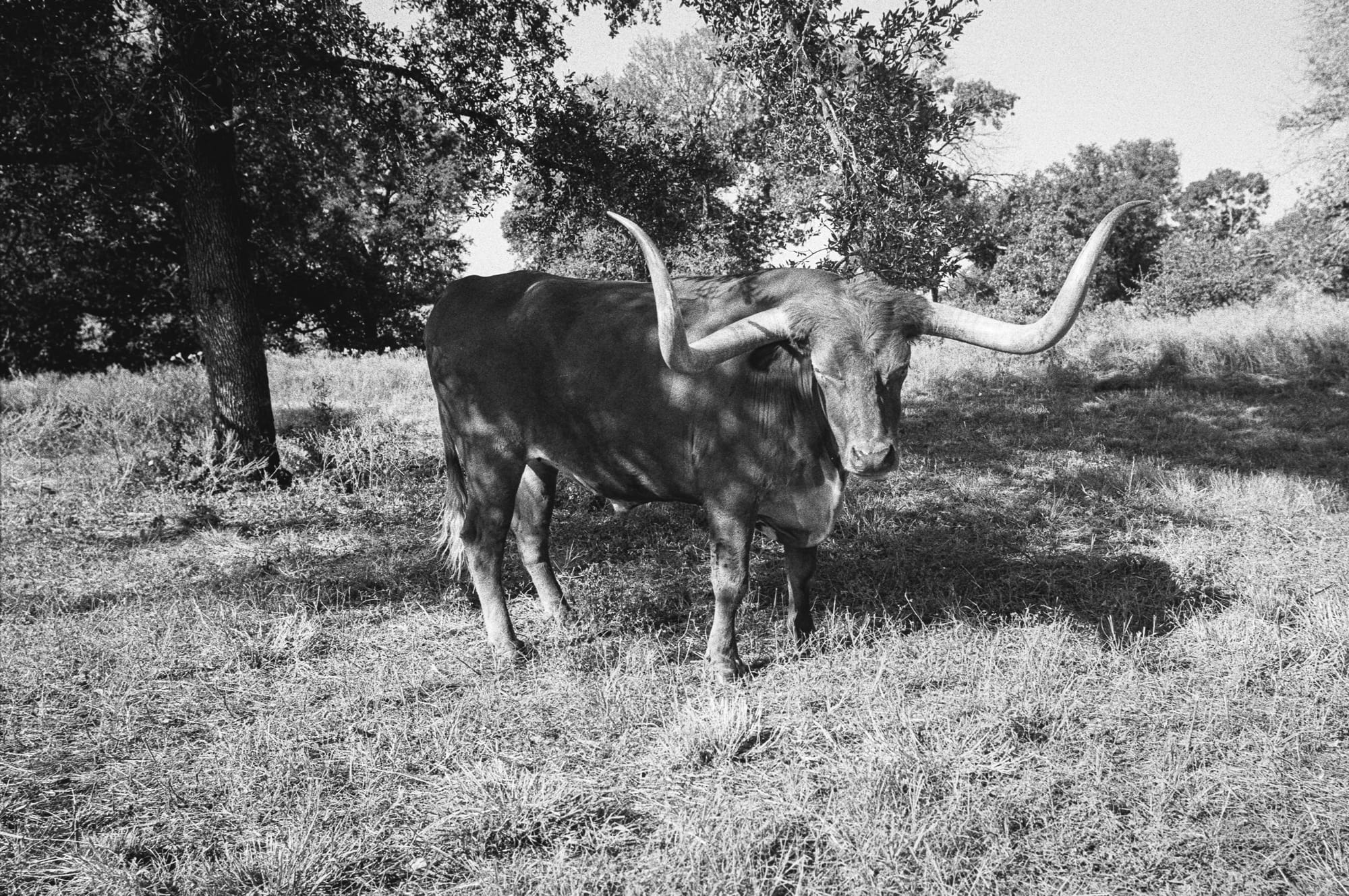 A longhorn in the pasture.