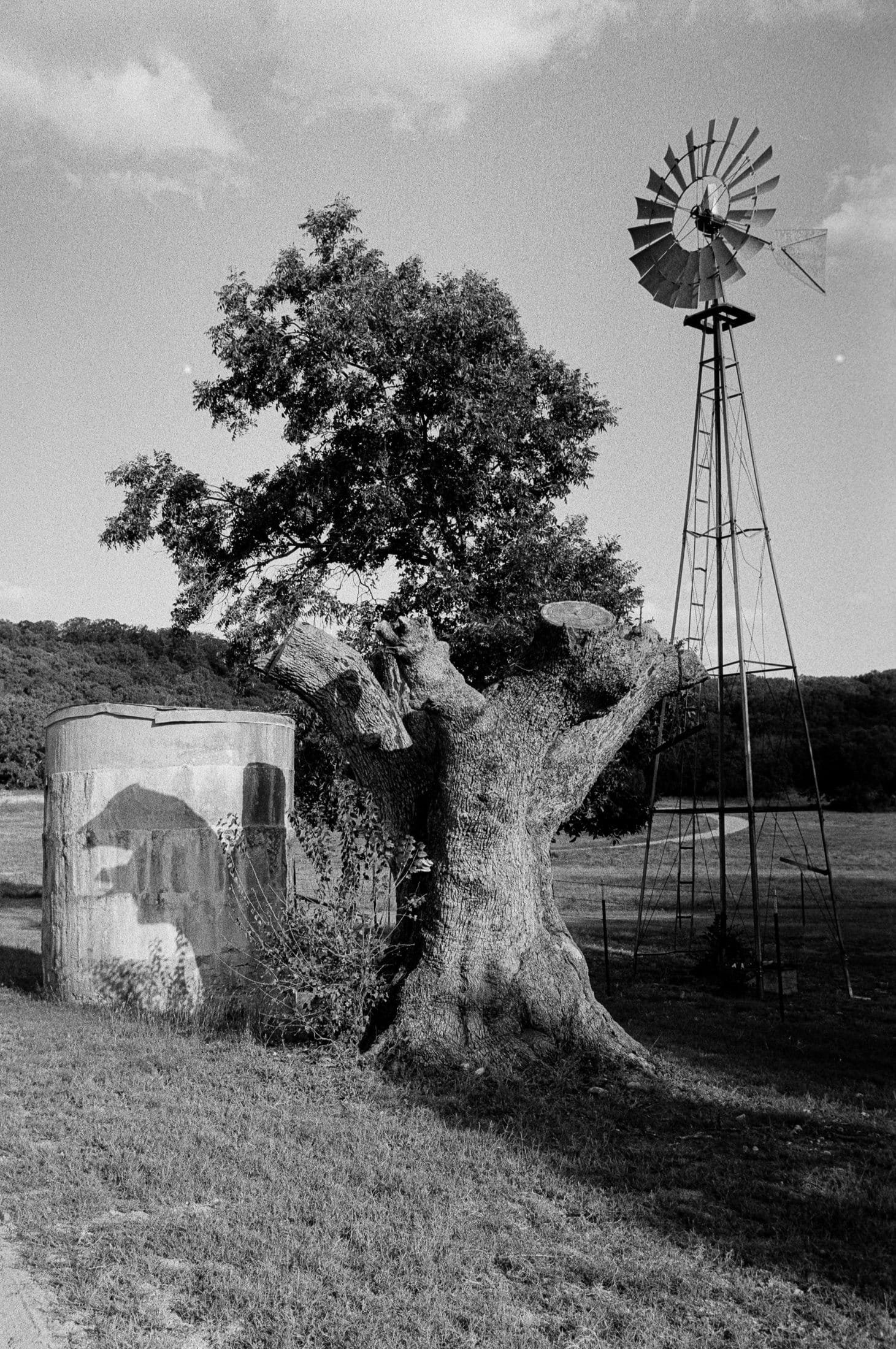 The windmill and the oak.