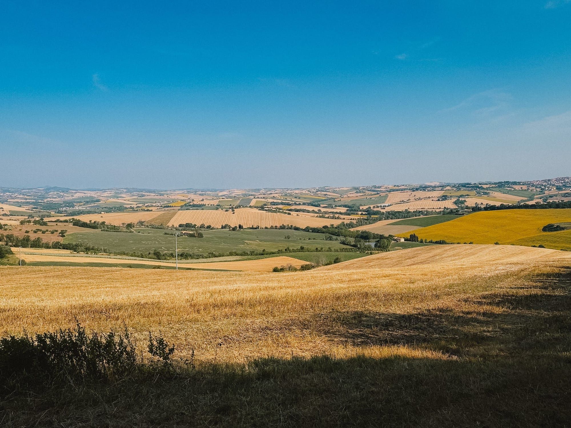 Wheat fields across the hills of Le Marche