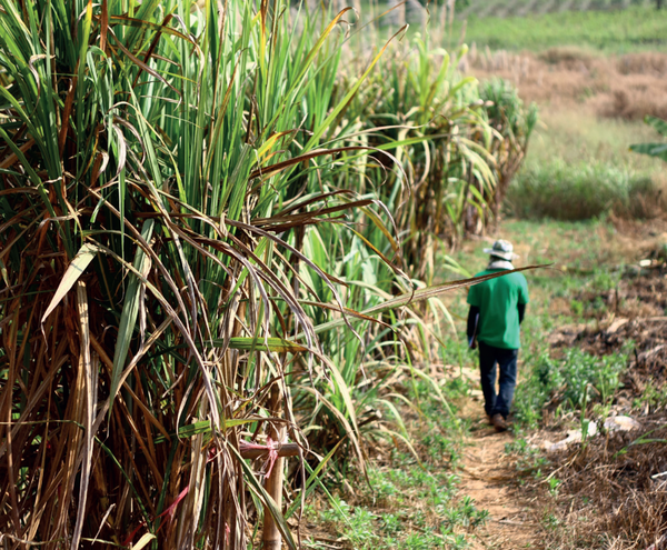 Nature’s Sweetest Solution to be One of The Best Eco-Friendly Alternatives to Plastic