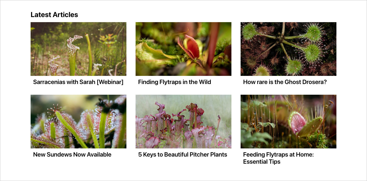 Posts displayed as cards with a feature image and title