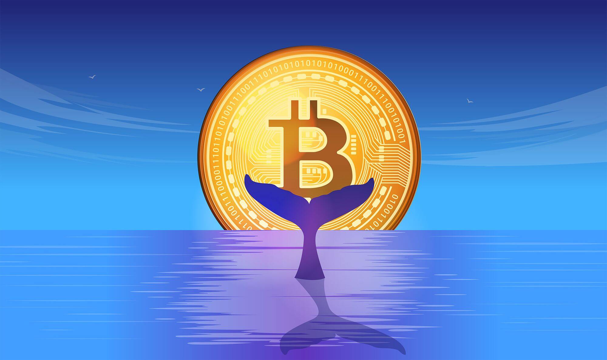 Bitcoin-whale-tail-sunset