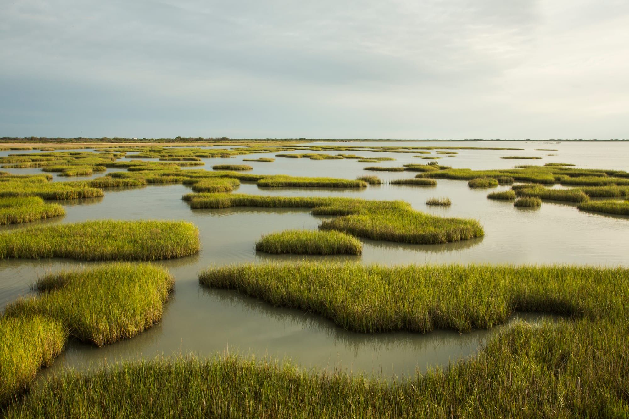 Reflections on the Voluntary Carbon Market