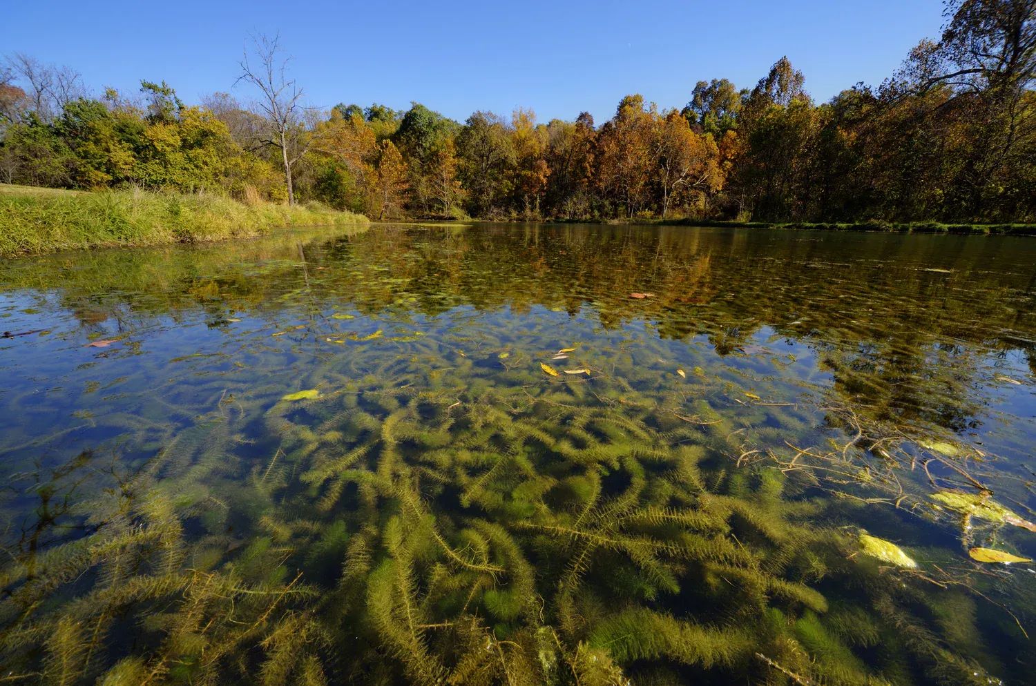 Sydney Rodman on Orthodox Judaism, Invasive Species, and Life-Affirming Environmentalism