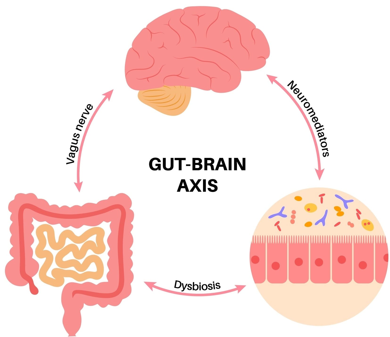 gut-brain axis