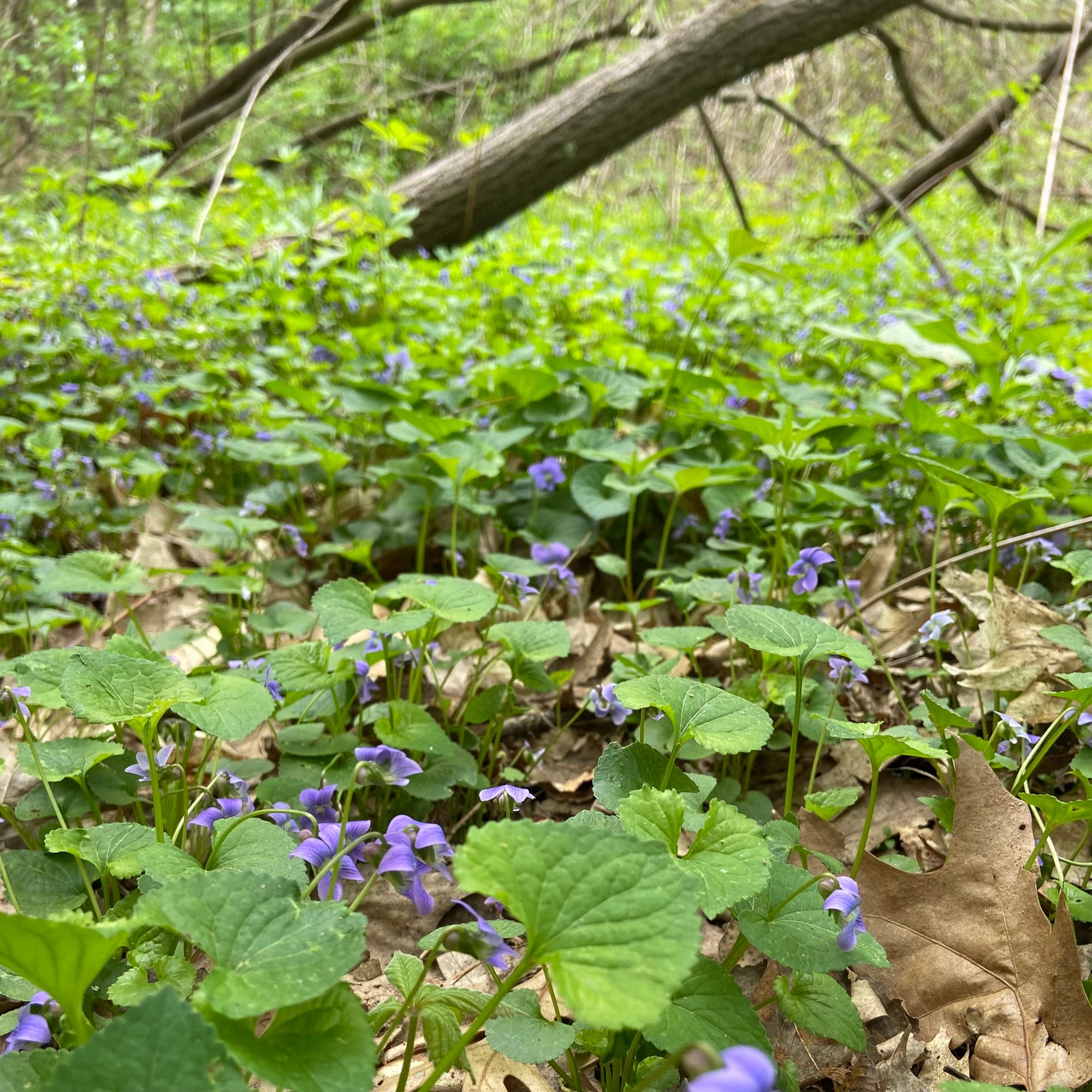 Violet flowers stretch off into the distance