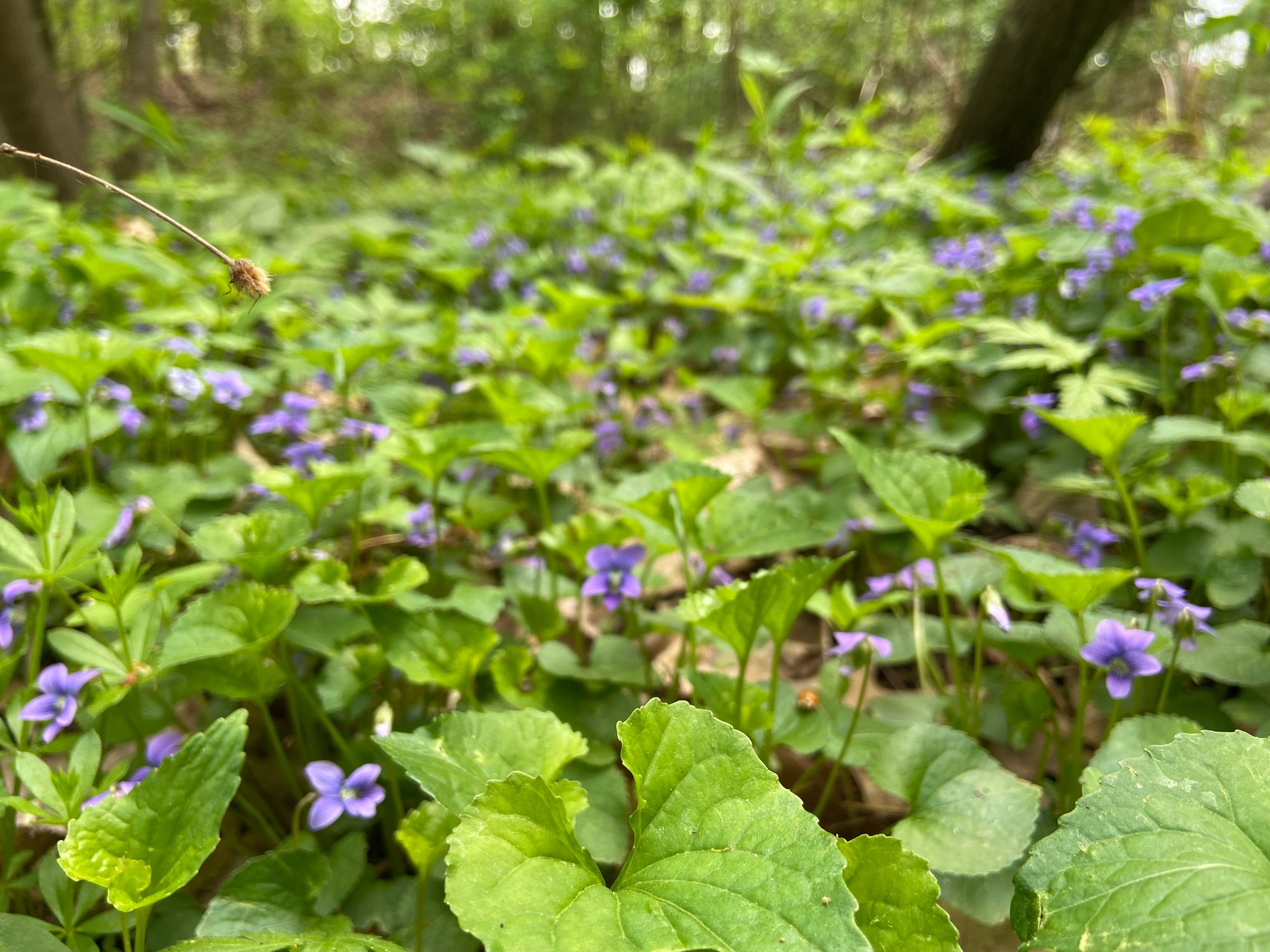Lots of violet flowers and a ladybug resting on a leaf