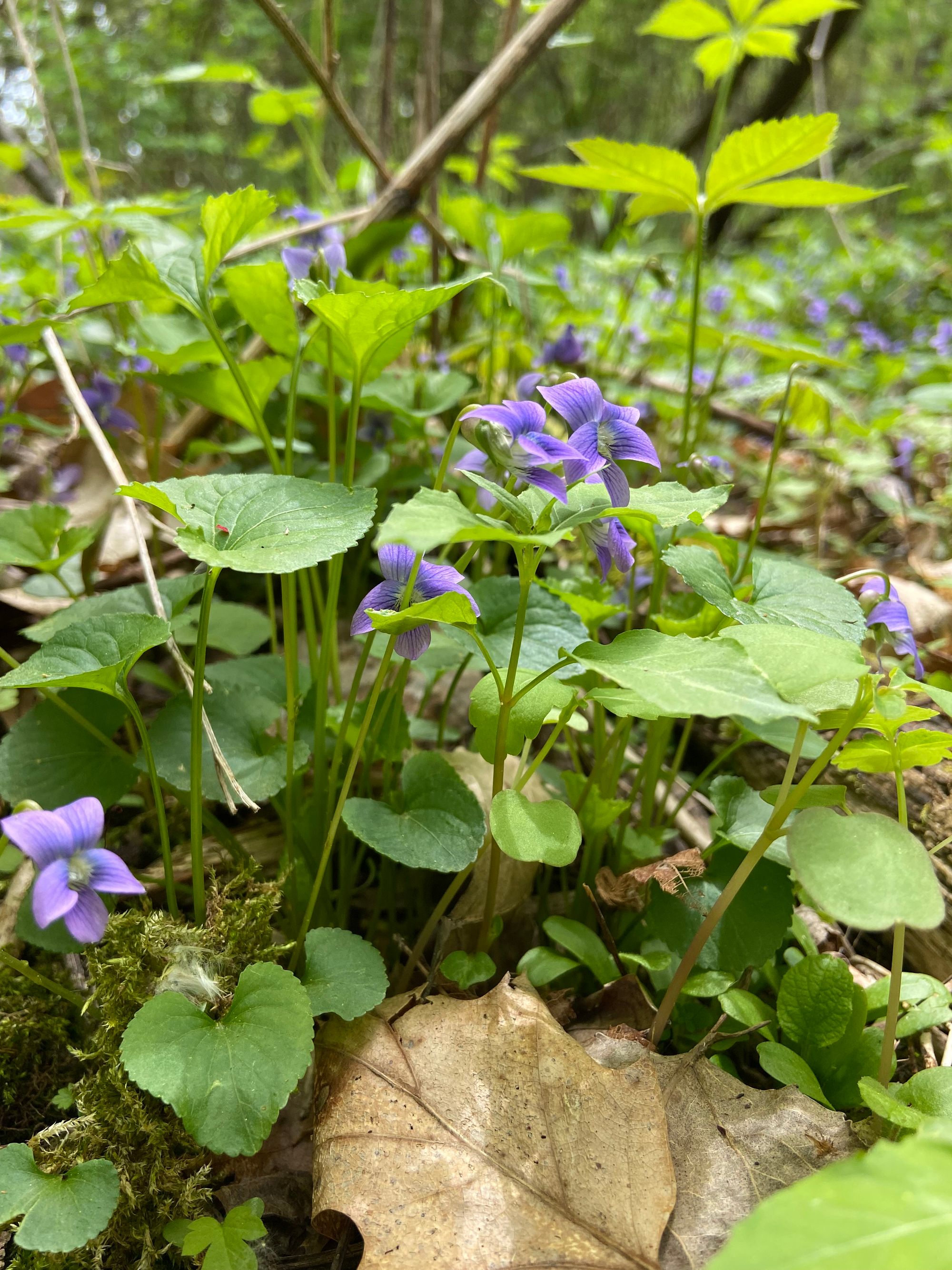 A cluster of violet flowers