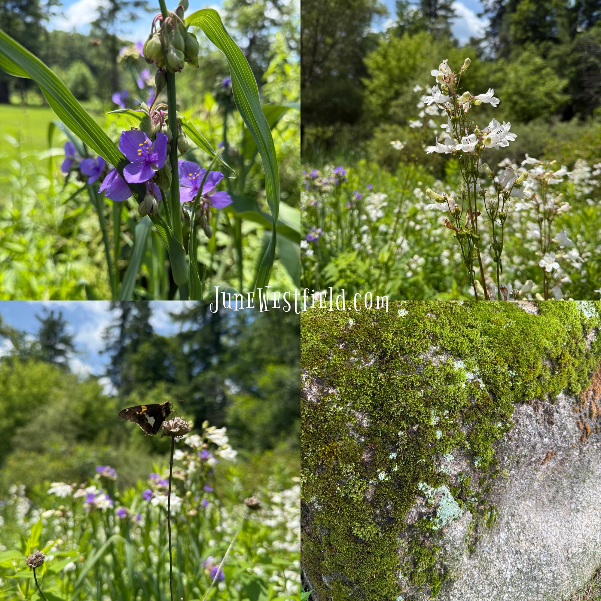 Spiderwort, moss, and a butterfly