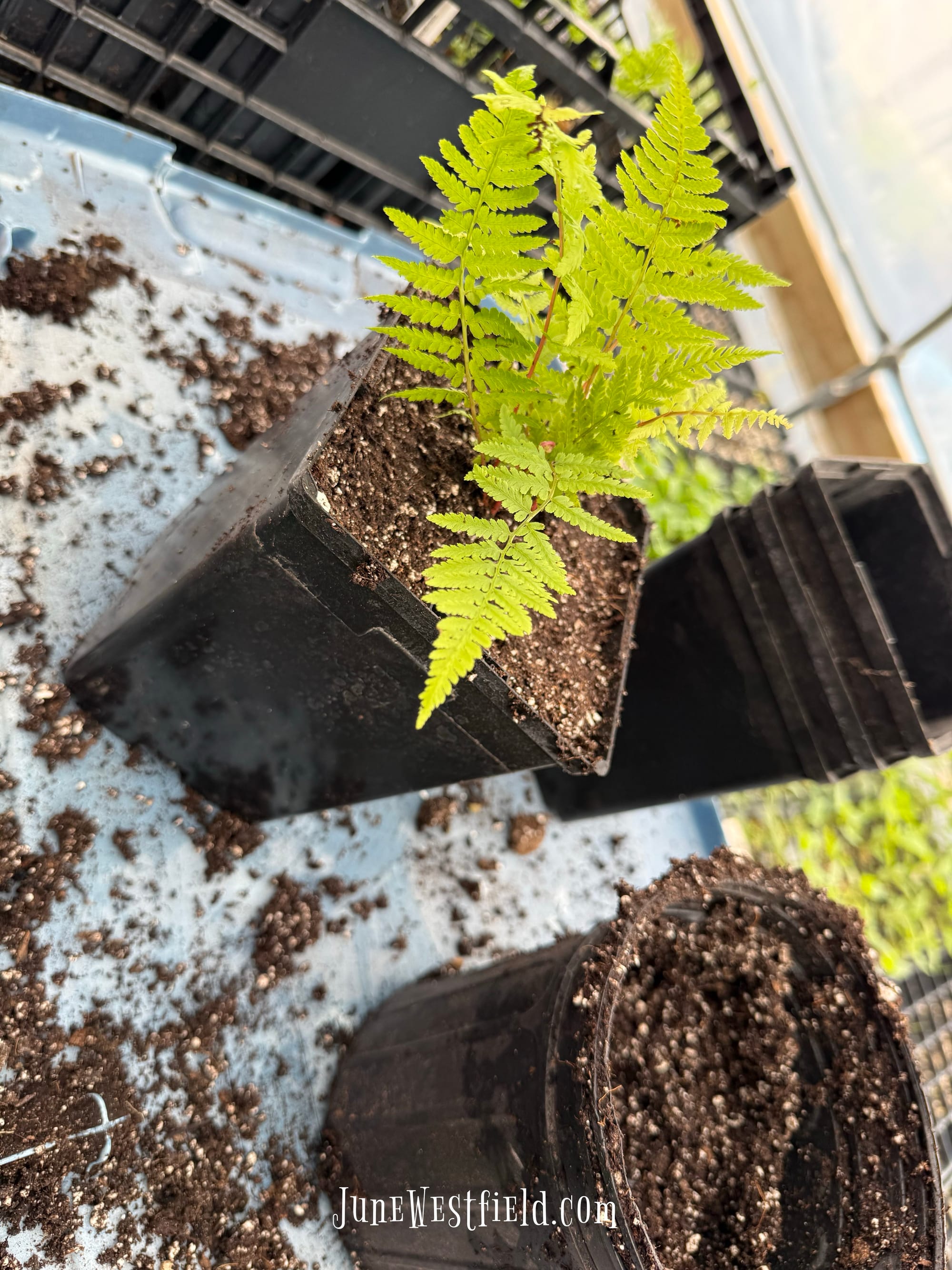 A fern being transferred to a new pot