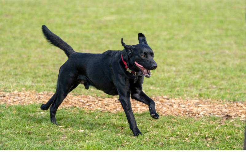 How Secure Dog Fields Help Reactive & Nervous Dogs Thrive 🐾