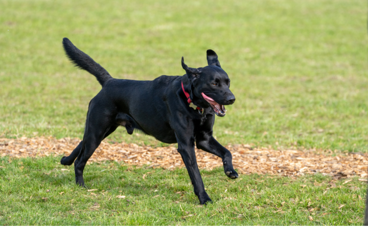 How Secure Dog Fields Help Reactive & Nervous Dogs Thrive 🐾