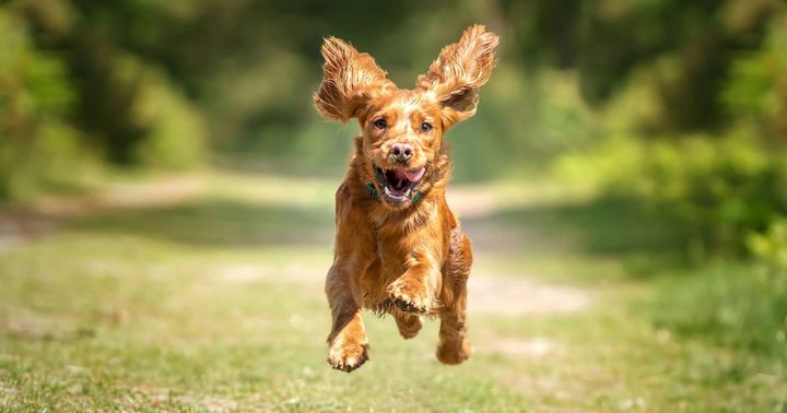 Off-Lead Freedom