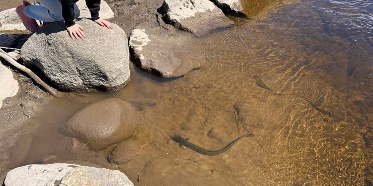 Sitting Vigil with Eels
