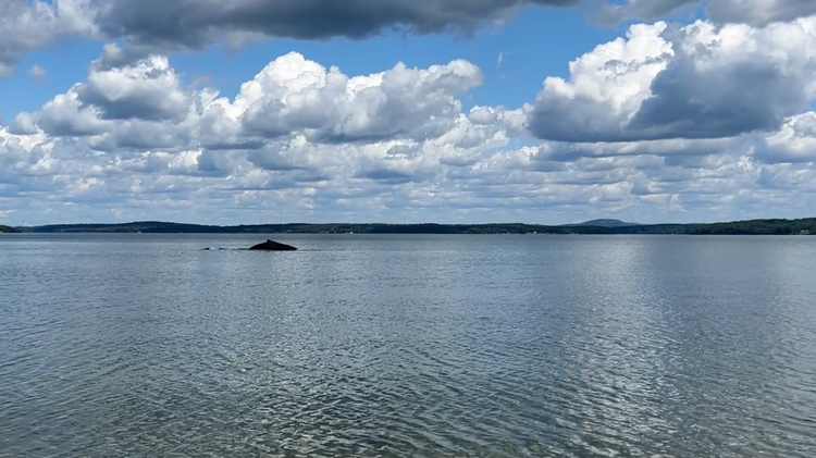 Sudden Beauty