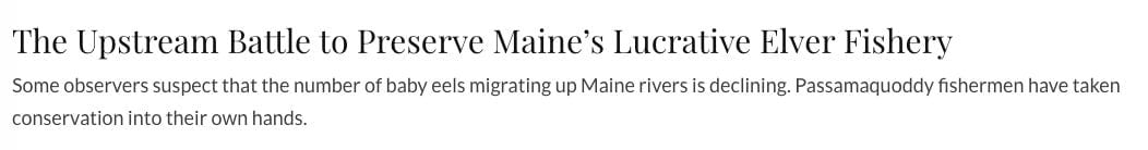 The Upstream Battle to Preserve Maine’s Lucrative Elver Fishery Some observers suspect that the number of baby eels migrating up Maine rivers is declining. Passamaquoddy fishermen have taken conservation into their own hands.