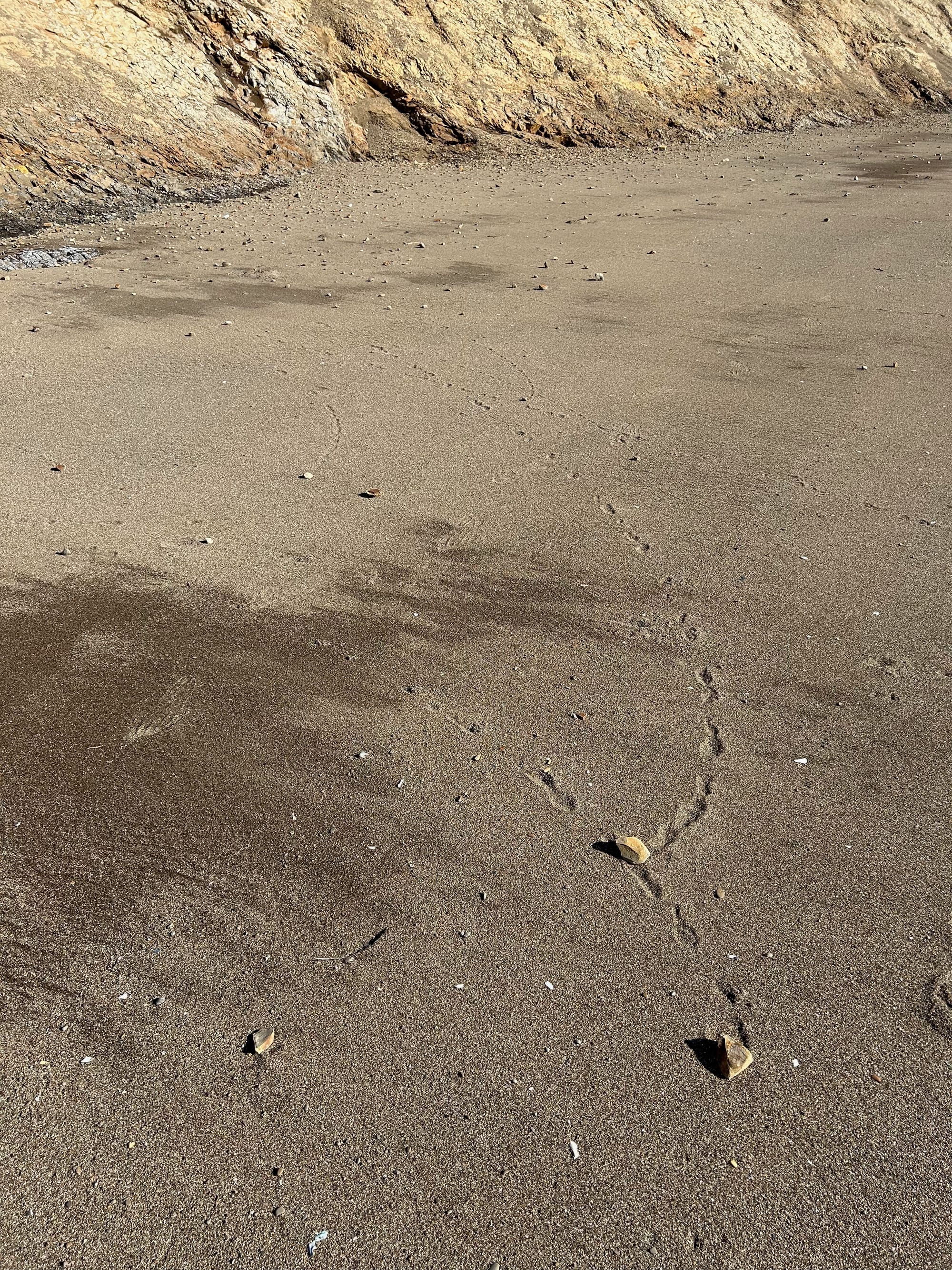 an image of the beach, showing rocks that each can be traced along their little footsteps they made in the sand as they rolled down