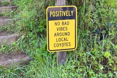 a yellow sign that says "positively no bad vibes around local coyotes"