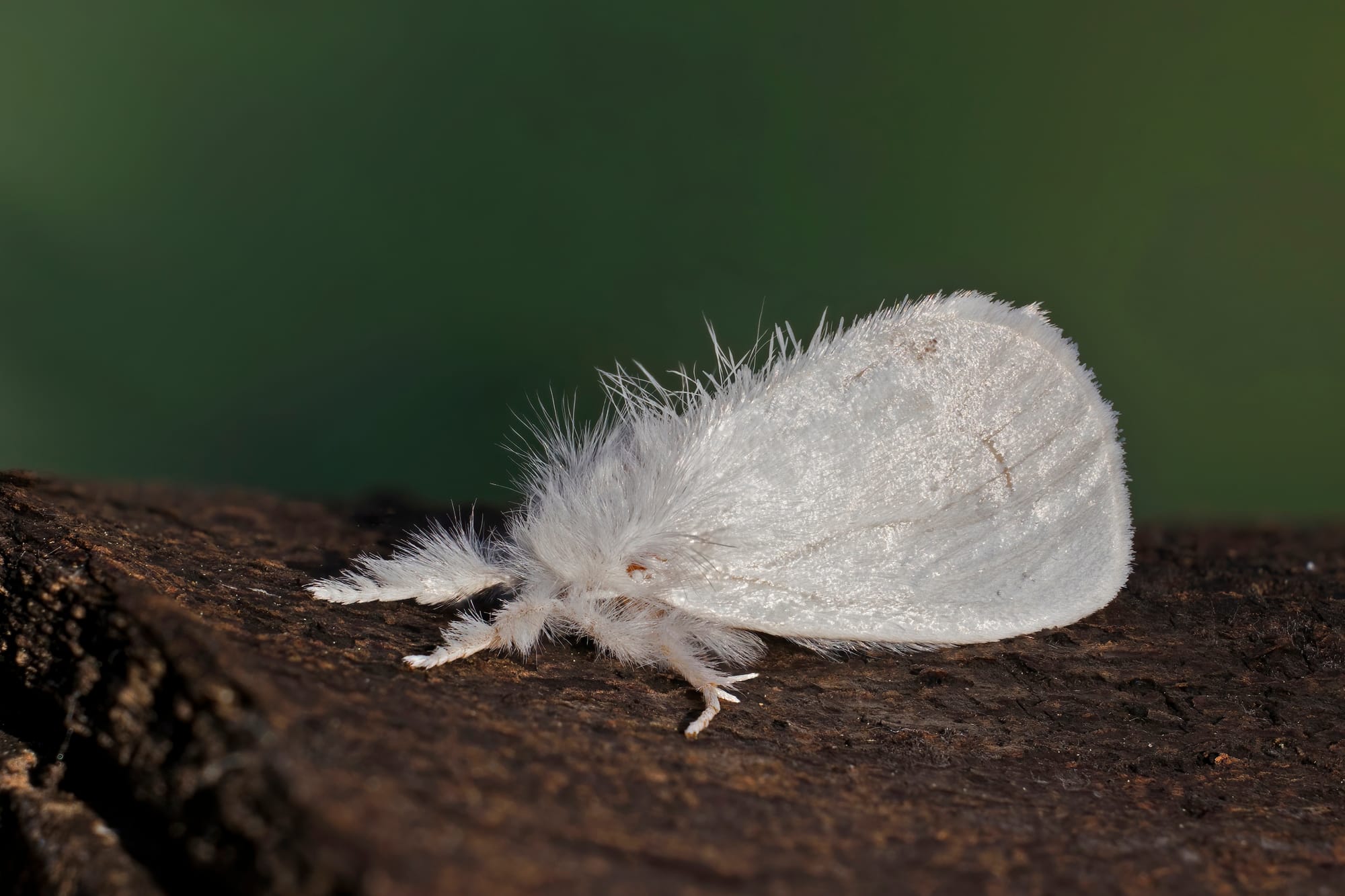 a white very fuzzy looking moth 
