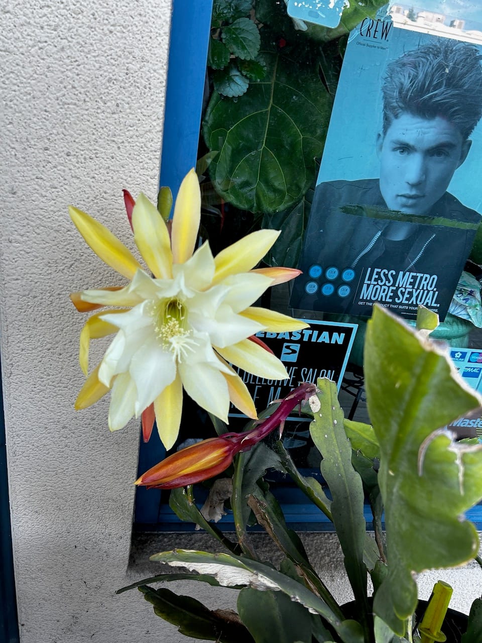 A yellow flower blooms on a cactus. In the background is a poster that says "less metro more sexual" and a photo of a man with a styled haircut.