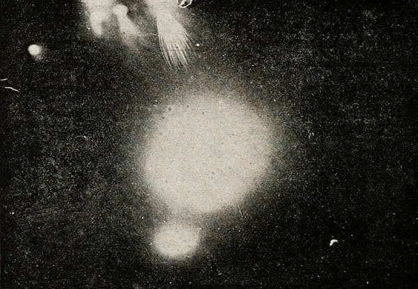 an abstract black and white blob image