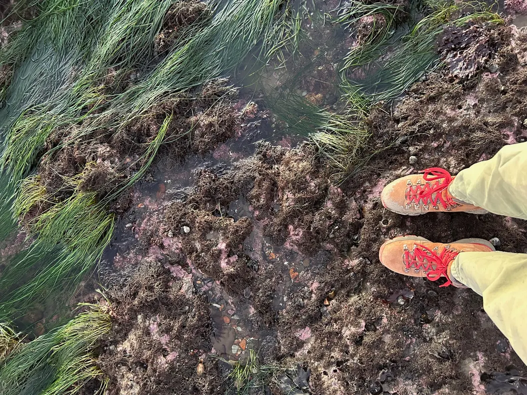 legs and shoes standing in front of some tide pools