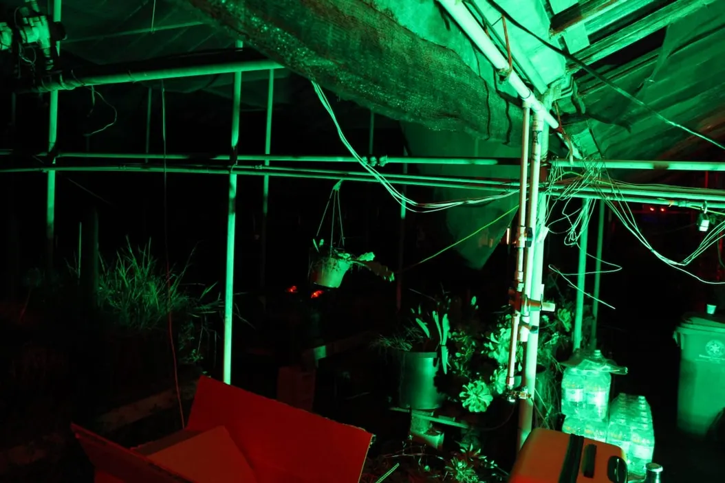 A green light diffuses a greenhouse space.