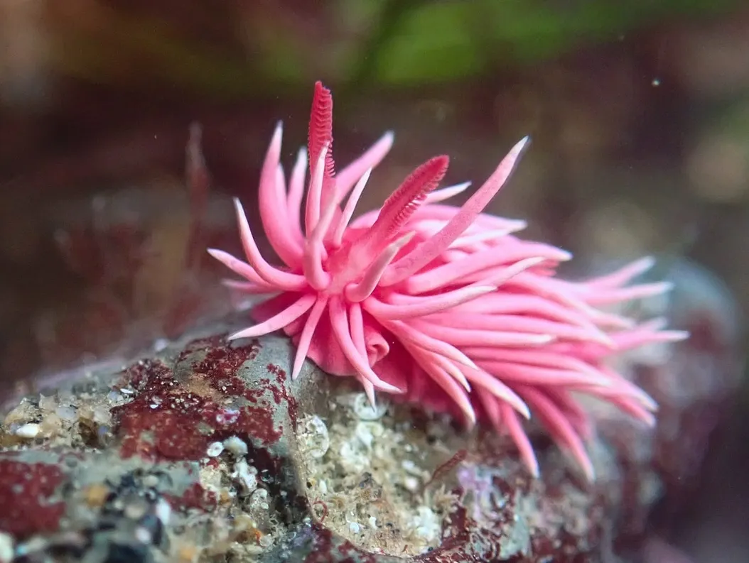 A beautiful pink nudibranch